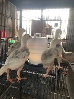 shamo | white O shamo | | heera aseel | paper white aseel chicks