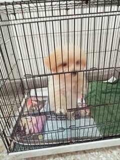 Pomeranian