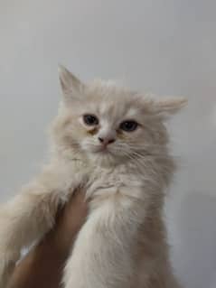 Persian kittens