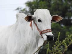 Qurbani 2025 kay bulls aur cows