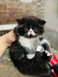 03 persian male female kittens for sale
