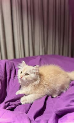 Persian