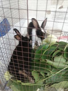 rabbit pair