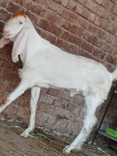 Desi 2 dant 2bakry sale