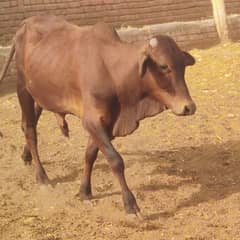 bull for sale dundy hn 3 mun k hn takreebn gaziabaad k pass hn