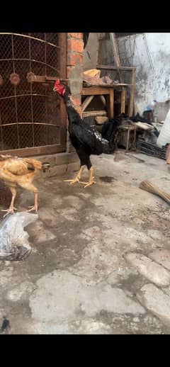 Black shamo male
