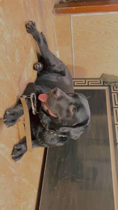 LABRADOR BLACK COLOR DOG (female)
