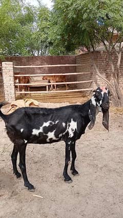 Sahiwal Bakri