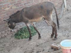 donkey for sale