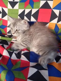 Beautiful Grey Persian Kitten for Sale