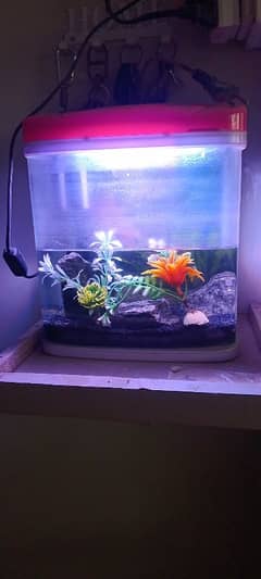 Fiber Glass Aquarium
