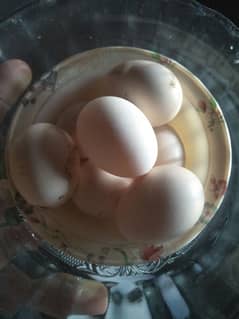 Fresh aseel eggs