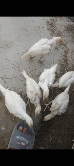 pure aseel Hera chicks