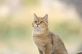 Imported British shorthair Available in Pakistan