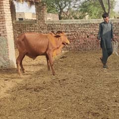 bull 3 mun dundy