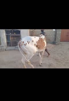 2 daath beautiful bachri