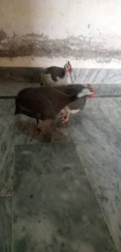 China hens