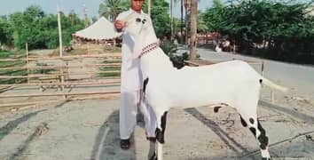 ablak Bakra goats for sale