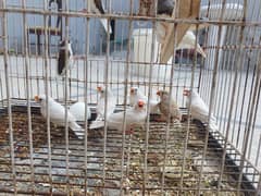 zebra and banglize finch