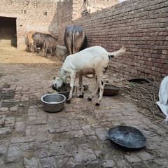 دودانتا