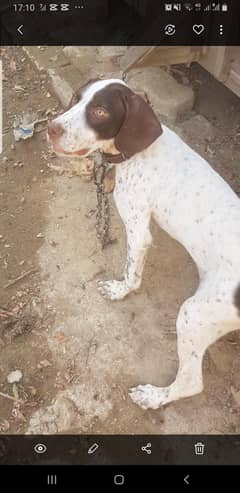 Pure English pointer