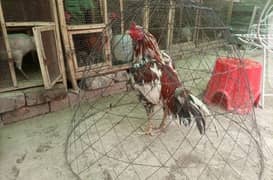 Mianwali
