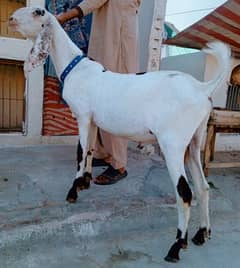 bakra 03498200770
