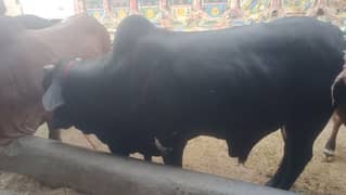 qurbani