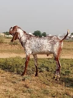 Pair Of Goat For Sale For EiD. .
