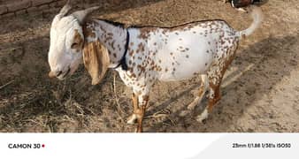 Qurbani ka bakra for Sale