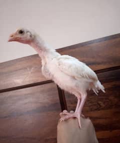 Heera Aseel chick