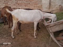 white mohmad puri Dysi cross.
