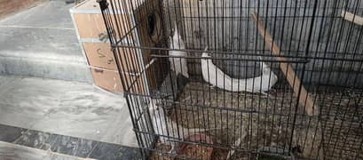 2 pairs cocktail white color red eyes