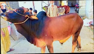 Qurbani Male Cow