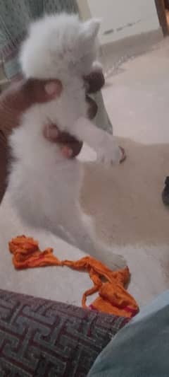 cat baby white 2 cats for sale