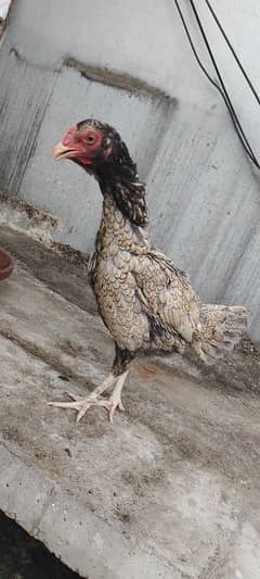 pure Aseel hen.