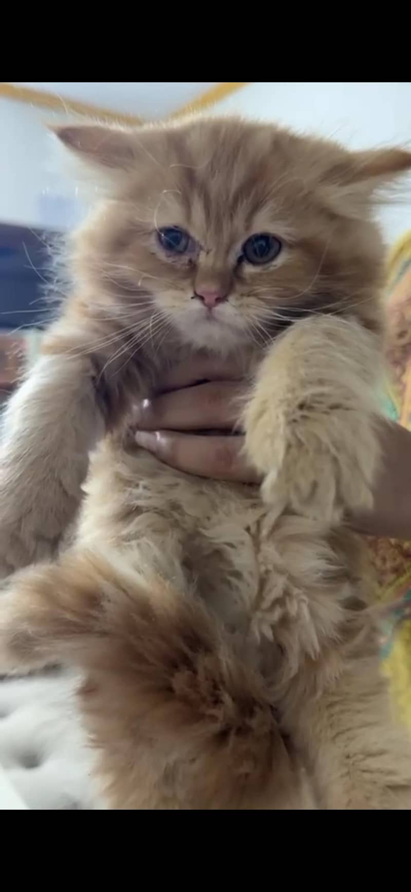 Persian cat available for sale 0