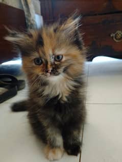 Persian
