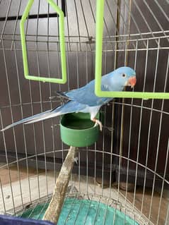 Cobalt clear tail clear head phatta