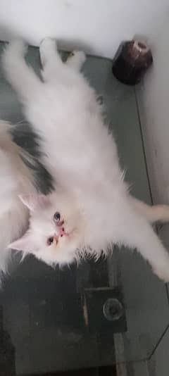 Persian cute white male kitten