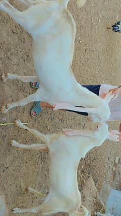 gulabi