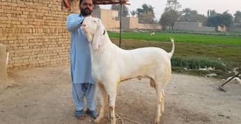 Rajanpuri