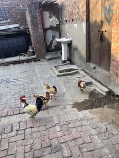 2 Cocks and 2 Egg Hens for sale