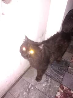 Male cat for sale