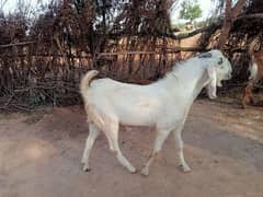 bakra