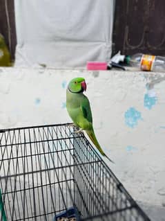 URGENT SELL RINGNECK PARROT