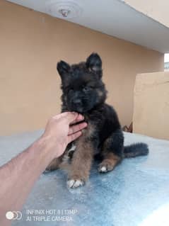 Black gsd & black & tan puppy