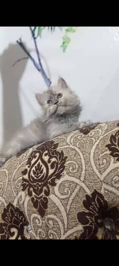 White Persian kittens/ kitten / smoking graw
