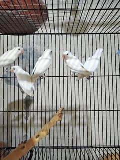 Albino black i Breeder pair