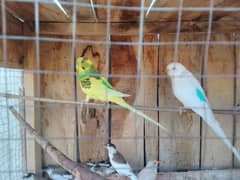 For sale 400 ak male
